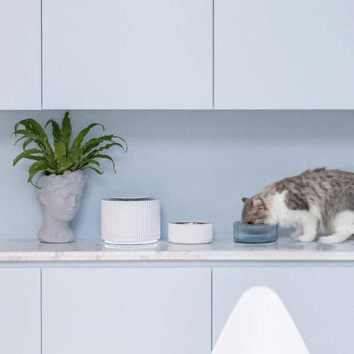 Contemporary Stainless Steel Pet Bowl in Blue