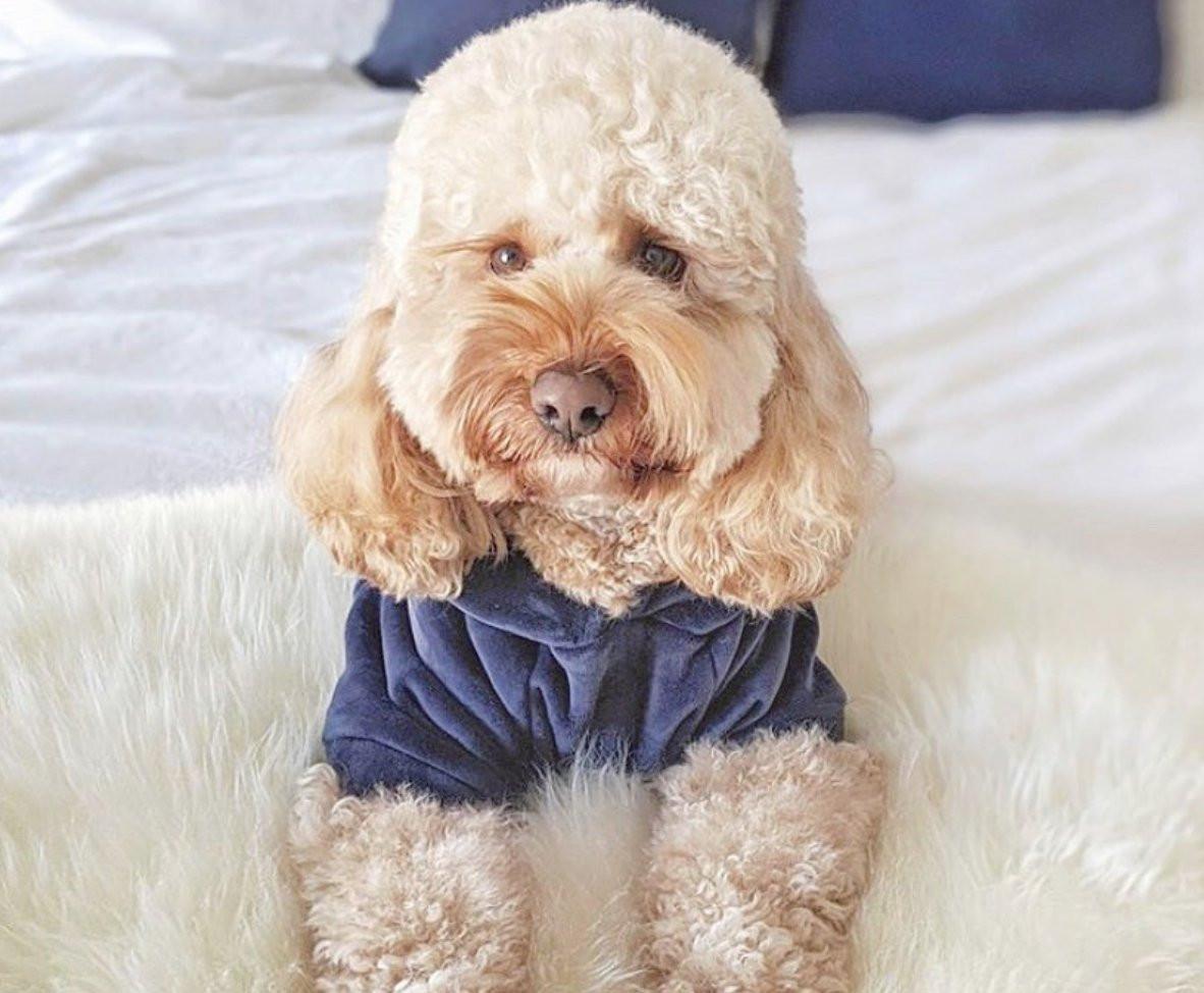 Thick Cotton Pom Pom Pet Hoodie